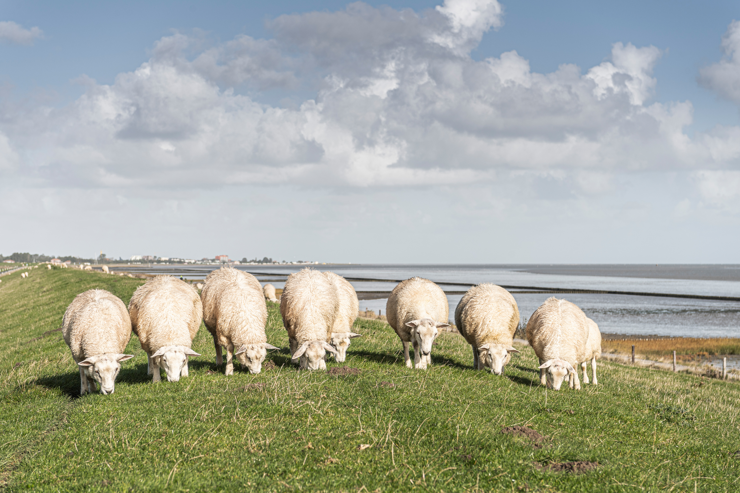 Gruppe an Schafen auf dem Deich mit Wattenmeer und Himmel im Hintergrund