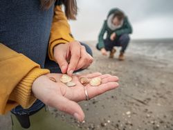 Pärchen beim Muscheln sammeln, Frau hält mehrere Muscheln in der Hand