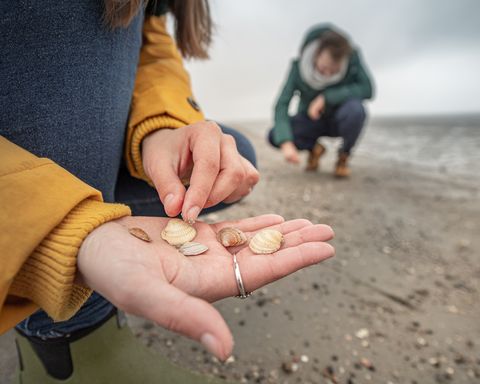 Pärchen beim Muscheln sammeln, Frau hält mehrere Muscheln in der Hand