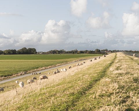 Schafe am Deich im Wangerland in der Abendsonne