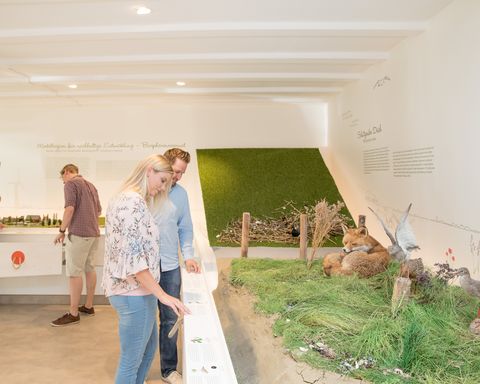 Personen gucken sich die Ausstellung im Nationalpark-Haus an.