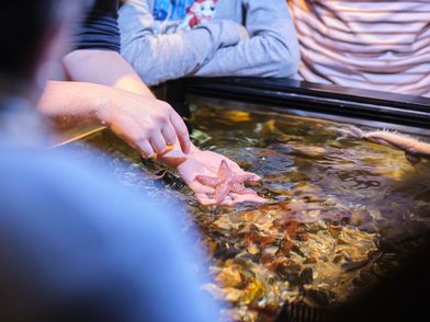 Eine Person hält einen Seestern in einem Aquarium in der Hand und zeigt ihn anderen Personen
