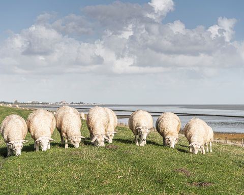 Gruppe an Schafen auf dem Deich mit Wattenmeer und Himmel im Hintergrund