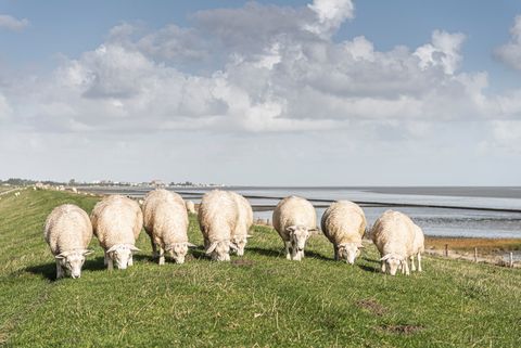 Gruppe an Schafen auf dem Deich mit Wattenmeer und Himmel im Hintergrund