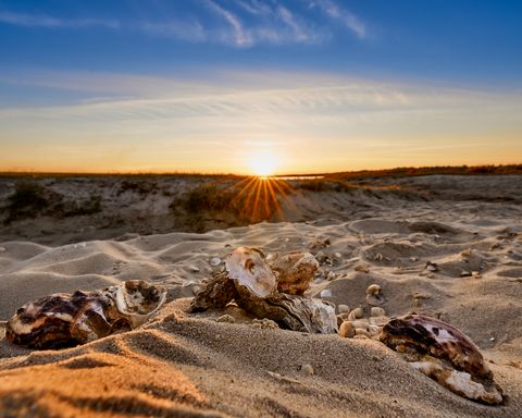 Muscheln am Strand bei Sonnenuntergang