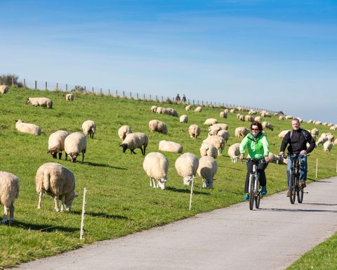 Zwei Radfahrer fahren einen Deich entlang, auf dem viele Schafe grasen