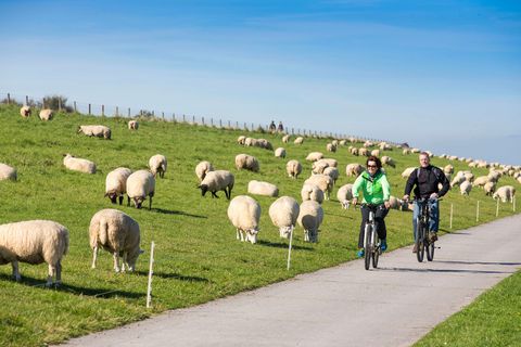 Zwei Radfahrer fahren einen Deich entlang, auf dem viele Schafe grasen