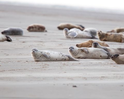 Seehunde am Strand