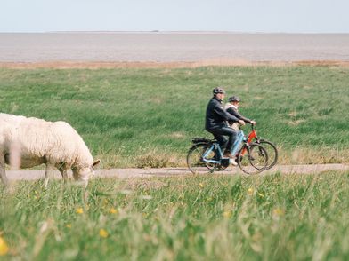 Zwei Radfahrer fahren am Deich entlang vorbei an Schafen