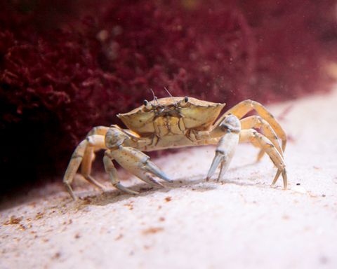 Nahaufnahme einer Strandkrabbe