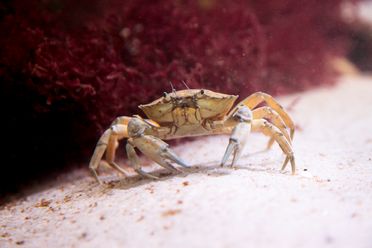 Nahaufnahme einer Strandkrabbe