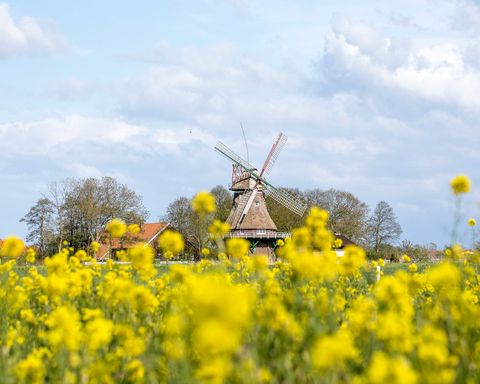 Windmühle mit Rapsfeld im Vordergrund
