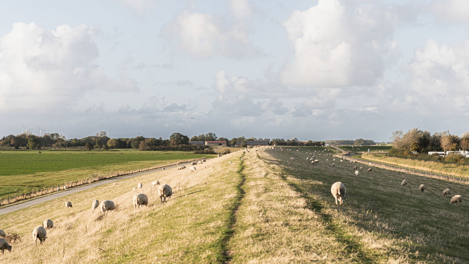Schafe am Deich im Wangerland in der Abendsonne