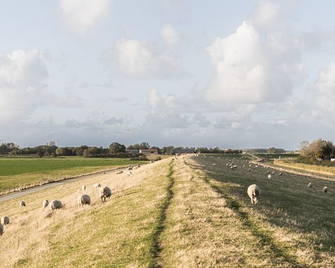 Schafe am Deich im Wangerland in der Abendsonne