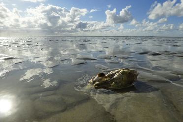 Eine Muschel im Watt