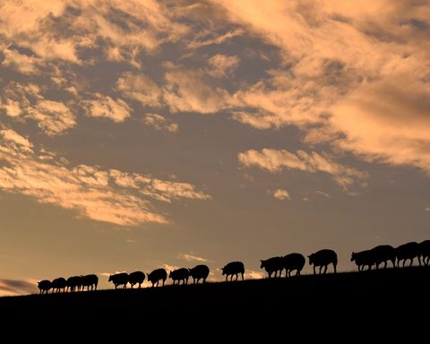 Mehrere Schafe laufen in einer Reihe über einen Deich bei Sonnenuntergang