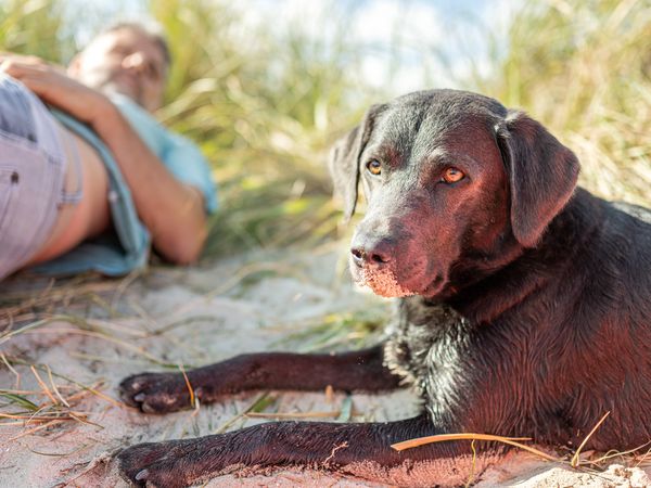 Hund liegt mit seinem Herrchen im Sand