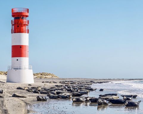 Viele Seehunde am Strand vor einem rot-weiß gestreiften Leuchtturm