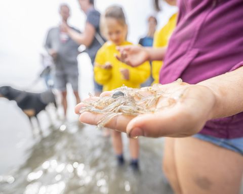 Nahaufnahme einer Hand mit Garnelen und Muscheln